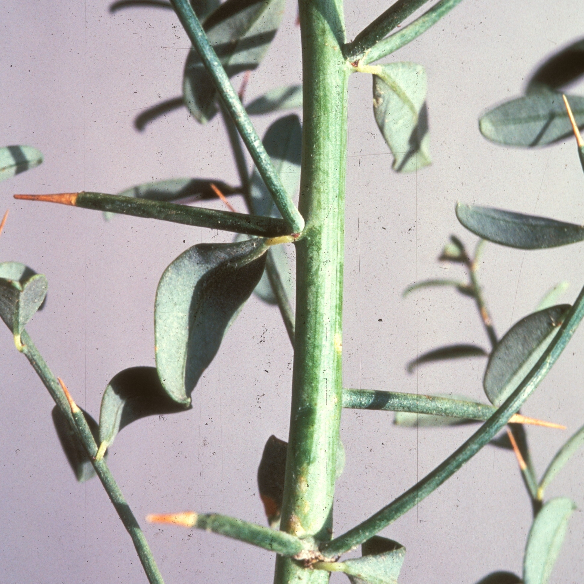 Camelthorn leaves and thorns