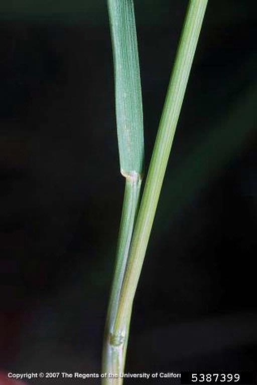 Foxtail Barley Grass Northern Arizona Invasive Plants Foxtail Barley Grass Northern Arizona Invasive Plants