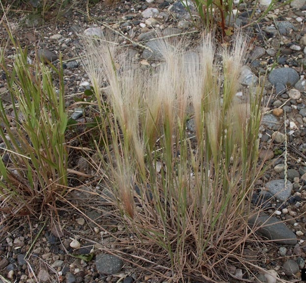 foxtail grass identification