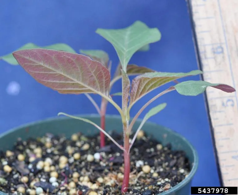 Palmer amaranth — Northern Arizona Invasive Plants