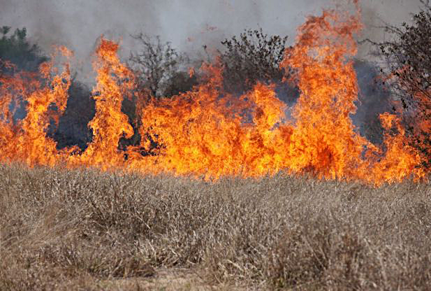 Cheatgrass-fire-NRDC.png