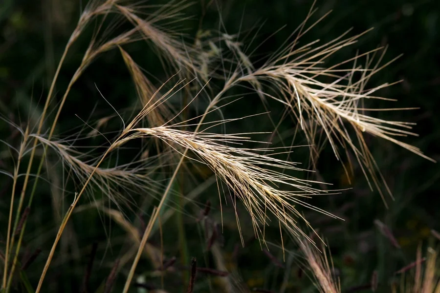 Bottlebrush squirreltail grass — Northern Arizona Invasive Plants