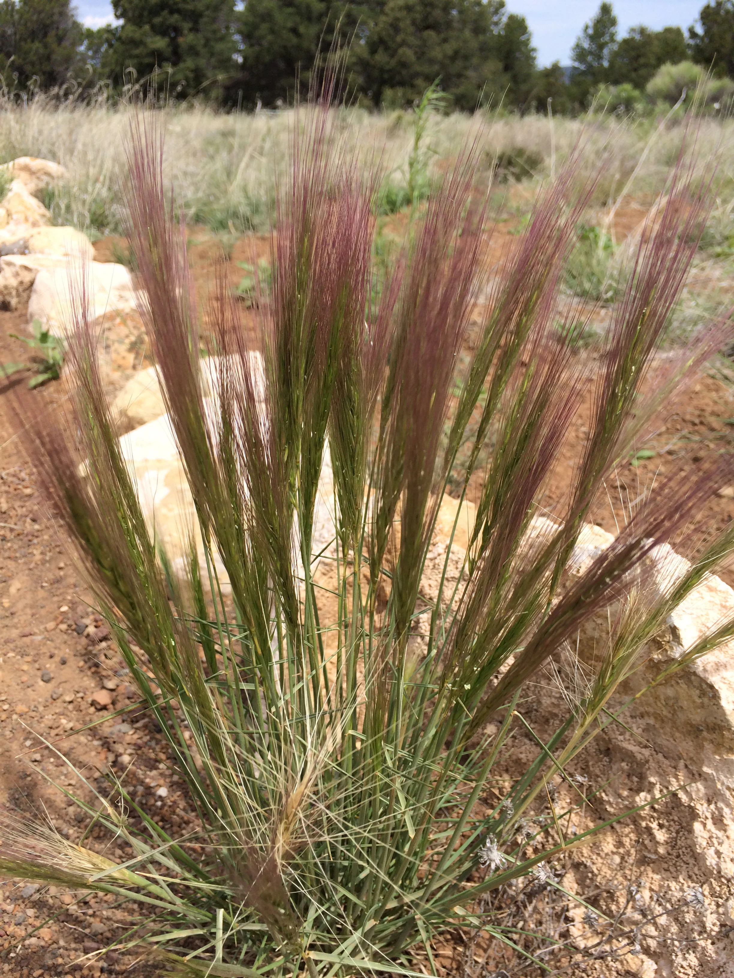 Bottlebrush squirreltail grass — Northern Arizona Invasive Plants