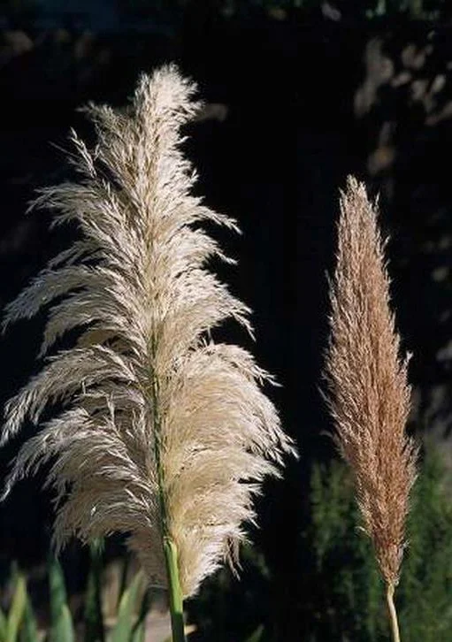 Pampas grass — Northern Arizona Invasive Plants