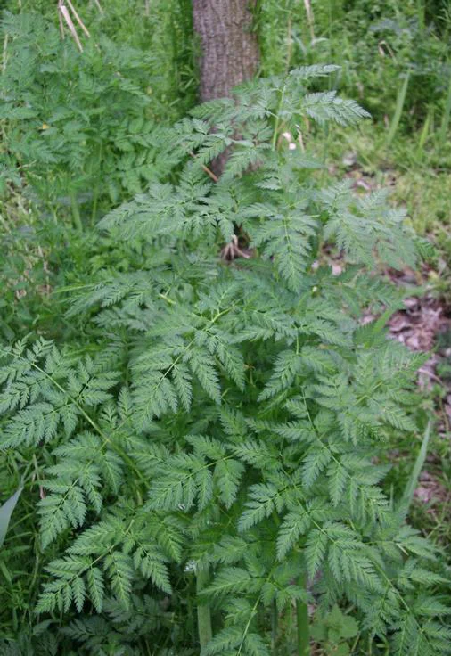Poison Hemlock Northern Arizona Invasive Plants