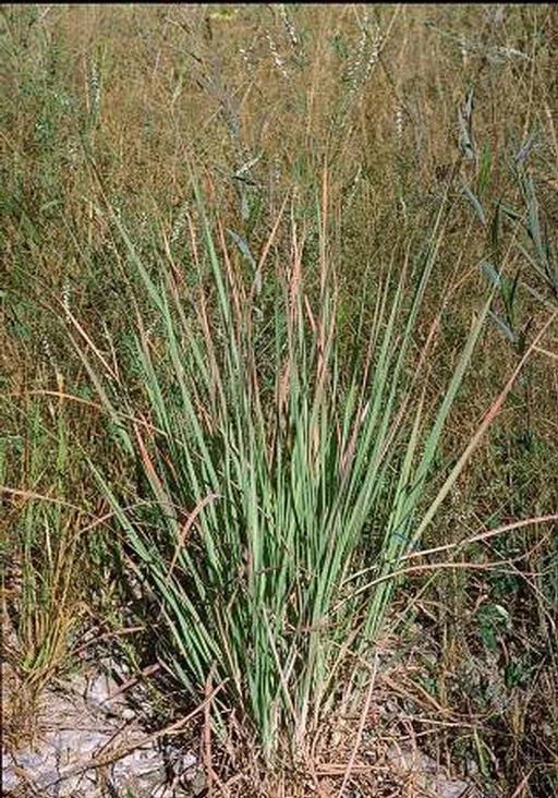 Ravenna grass — Northern Arizona Invasive Plants