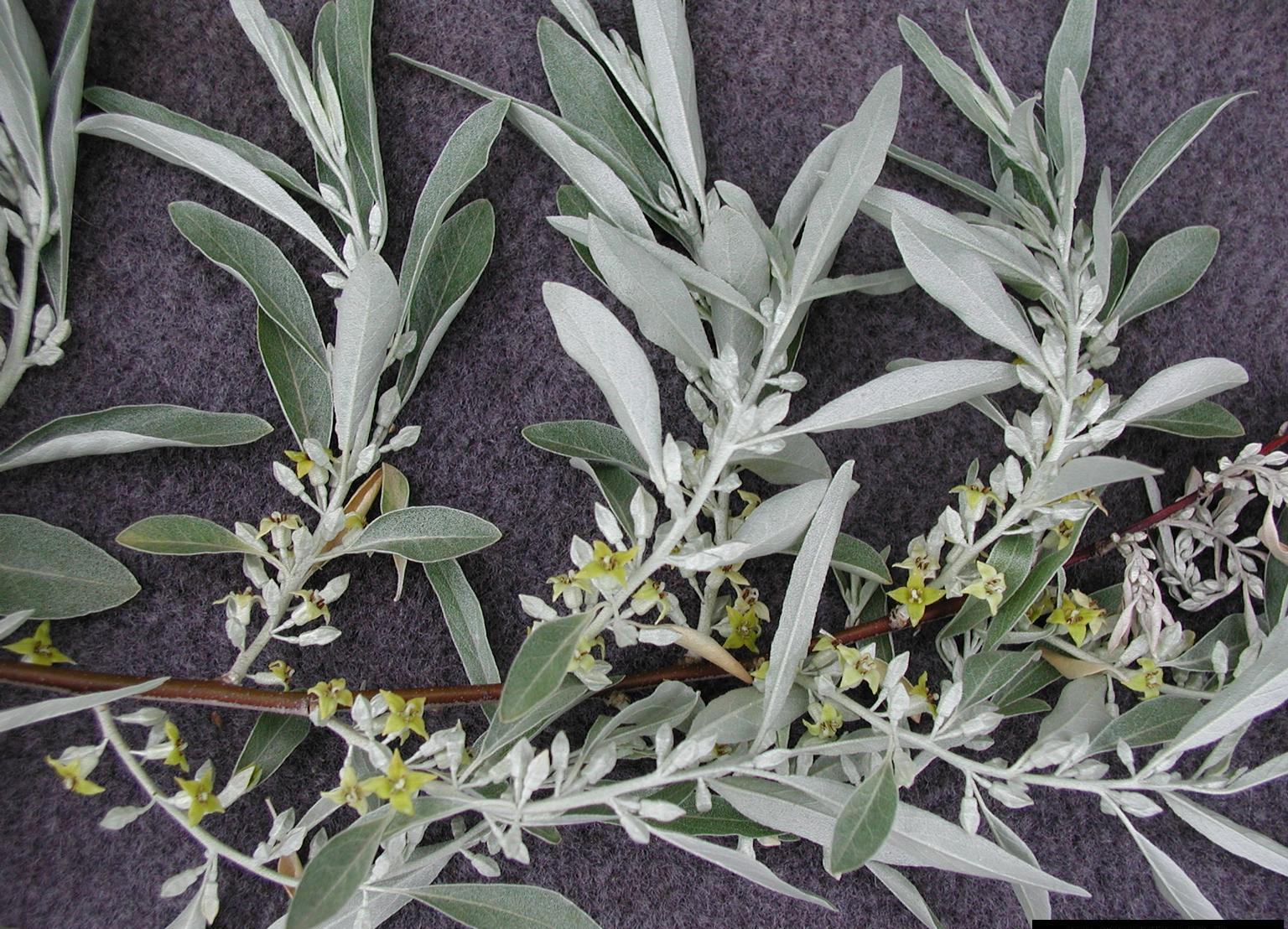 Russian Olive Northern Arizona Invasive Plants