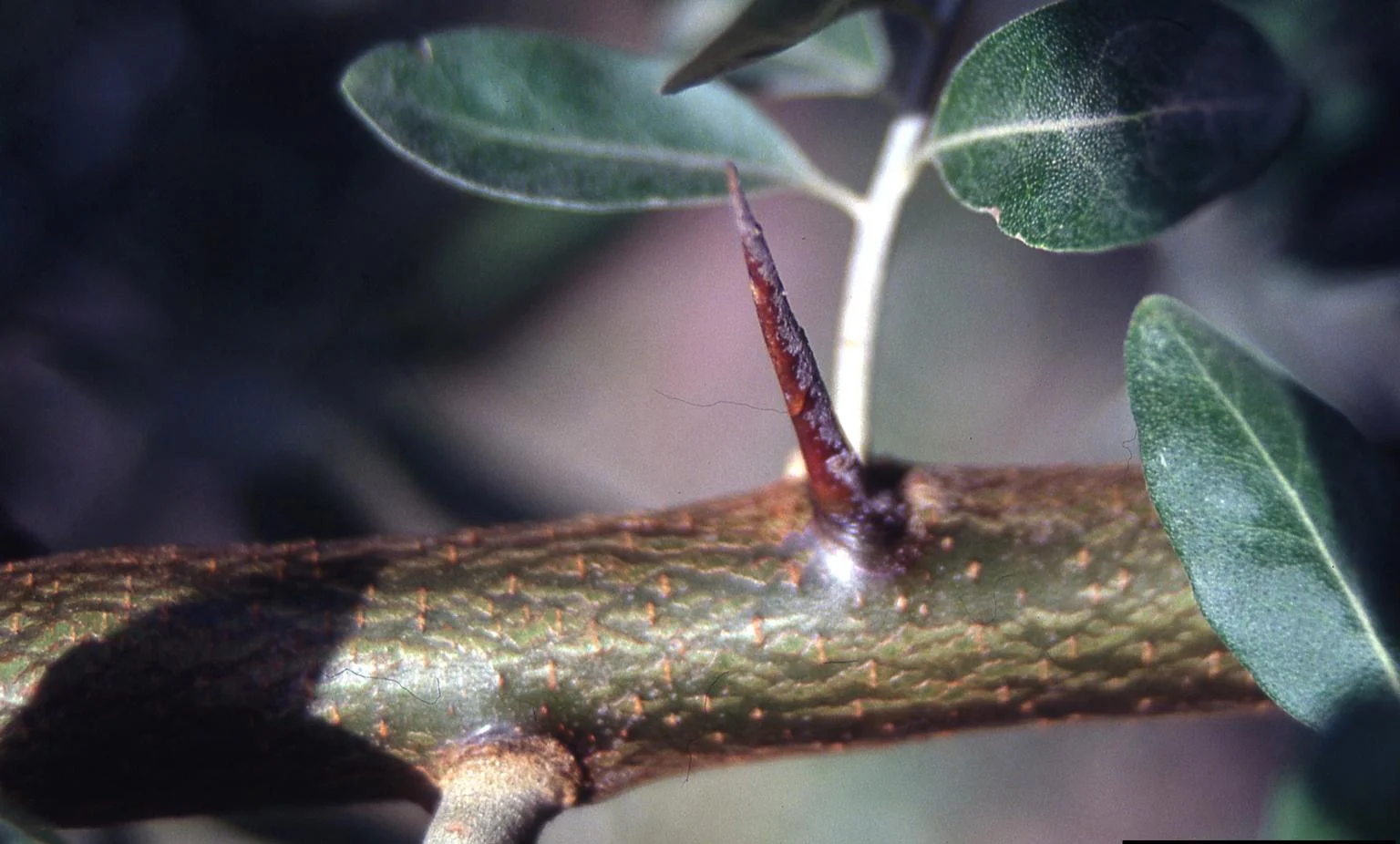 Russian olive — Northern Arizona Invasive Plants