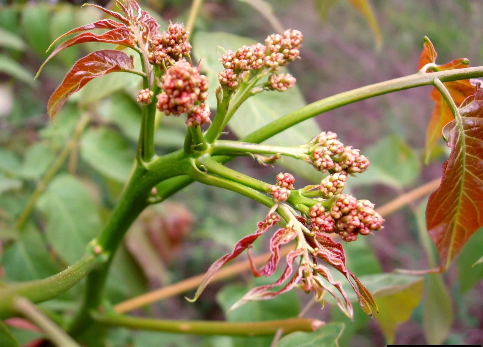 Treeofheaven — Northern Arizona Invasive Plants