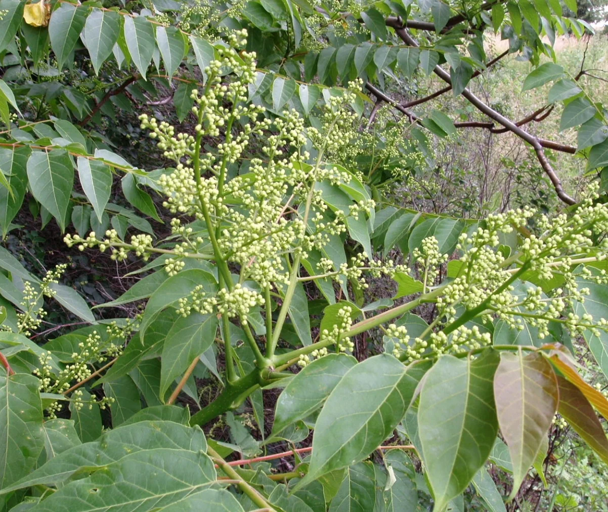 Treeofheaven — Northern Arizona Invasive Plants