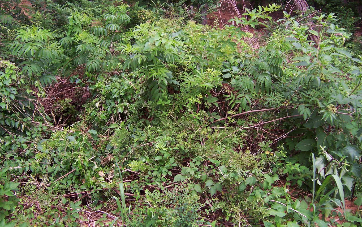Treeofheaven — Northern Arizona Invasive Plants