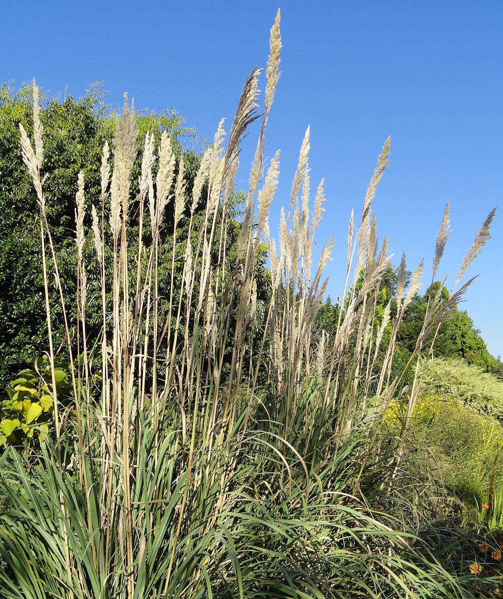 Ravenna grass