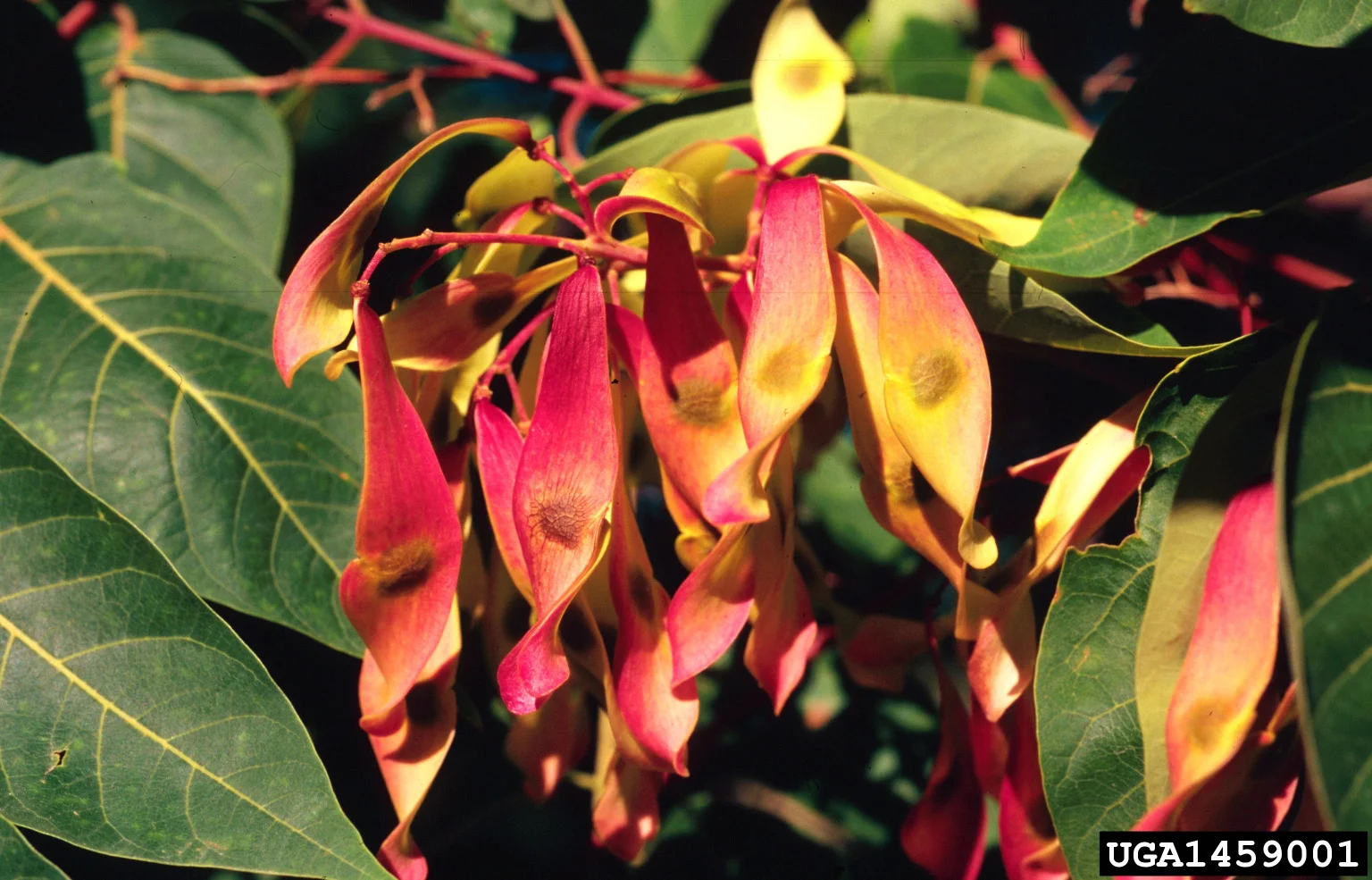 Treeofheaven — Northern Arizona Invasive Plants