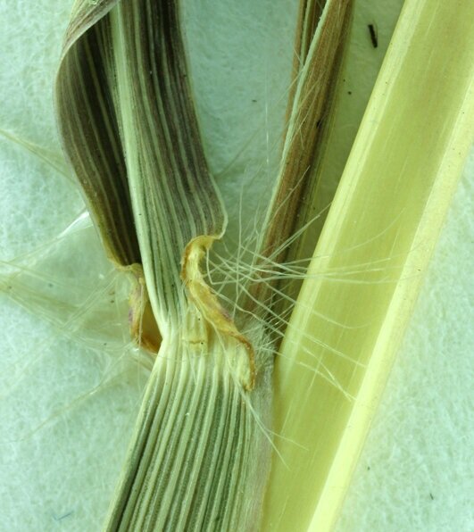 Yellow bluestem grass — Northern Arizona Invasive Plants