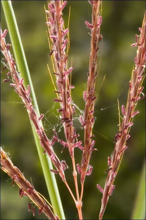 Yellow bluestem grass — Northern Arizona Invasive Plants