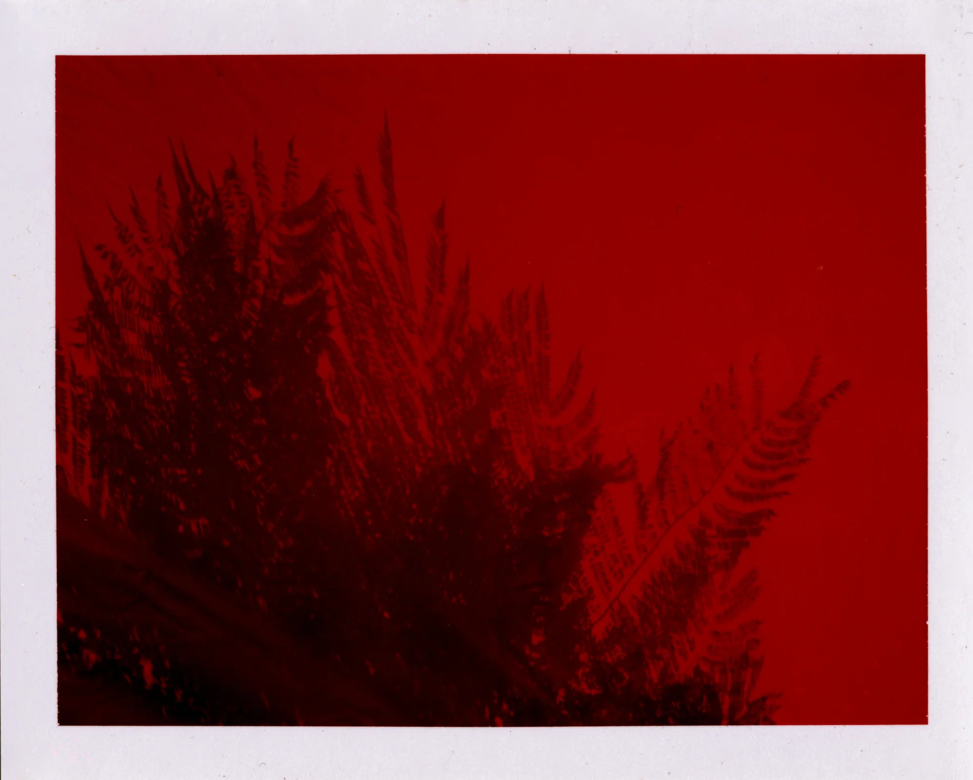 sx 70 manipulation_0006.jpg