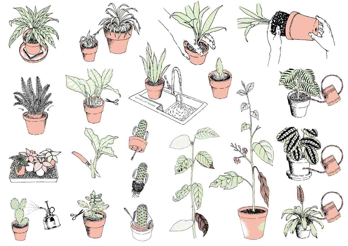 Living-with-Plants-Book-Illustrations-web.jpg