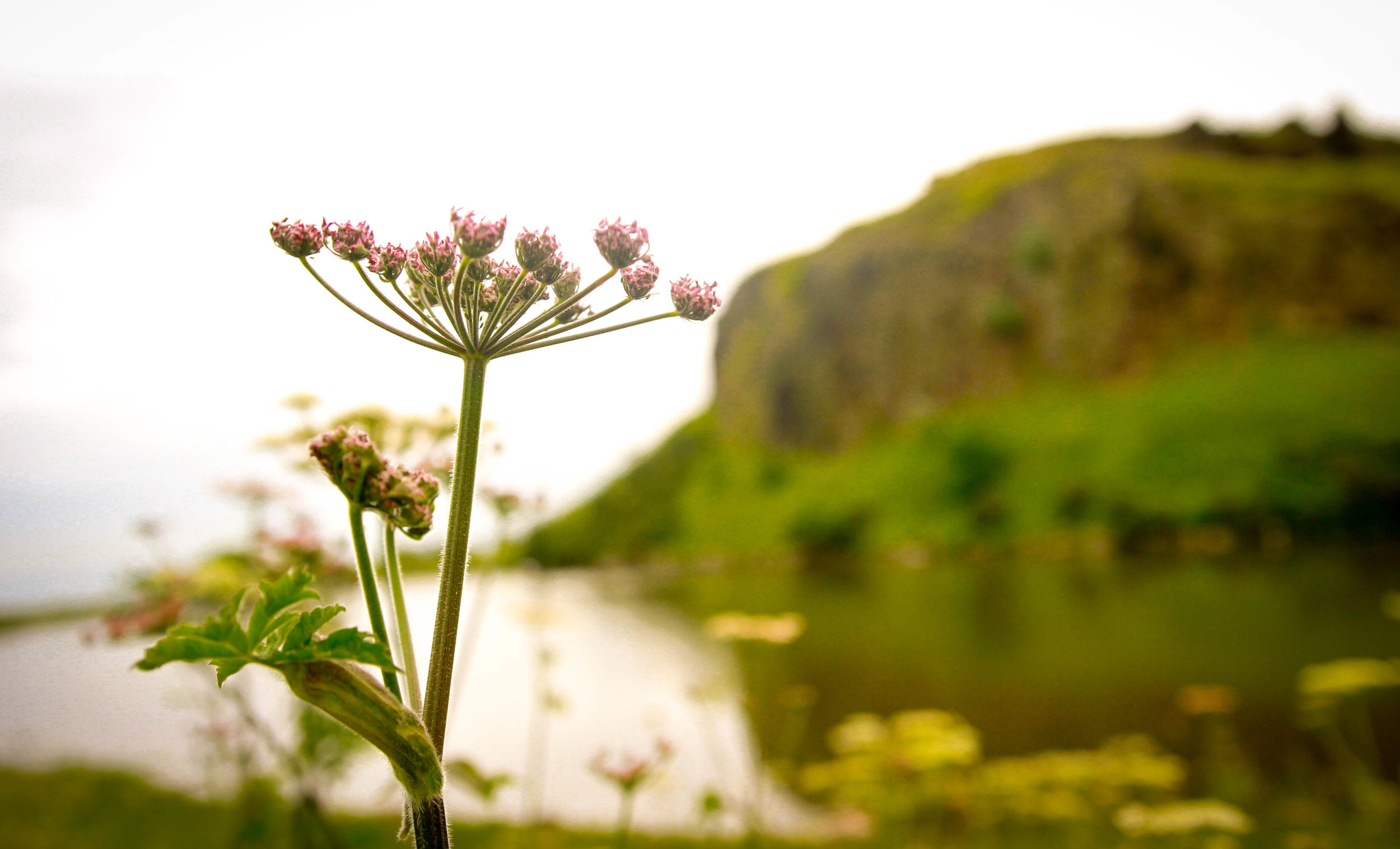 Travel Blogger | Edinburgh Scotland | Destination Elopement & Wedding Photographer | Travel Photography & Tips | Maral Noori Photography | Arthur's Seat