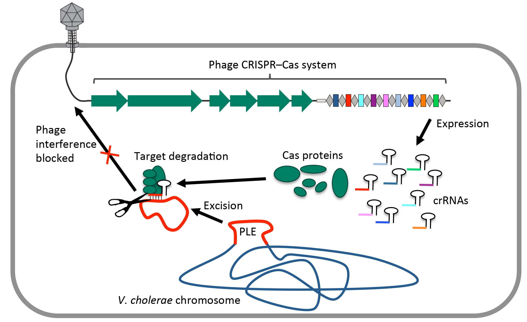 After the viral DNA is injected into the cell, the crRNAs and Cas proteins are expressed and complex to target the V. cholerae antiviral PLE for destruction. With the PLE destroyed, the phage can go on to complete its lytic lifecycle.