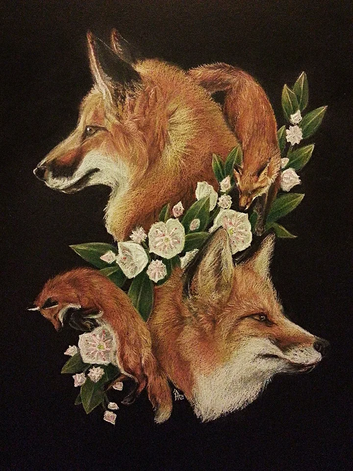 Mountain Laurel Foxes | Derwent tinted charcoal and pencils on black board 11x17"