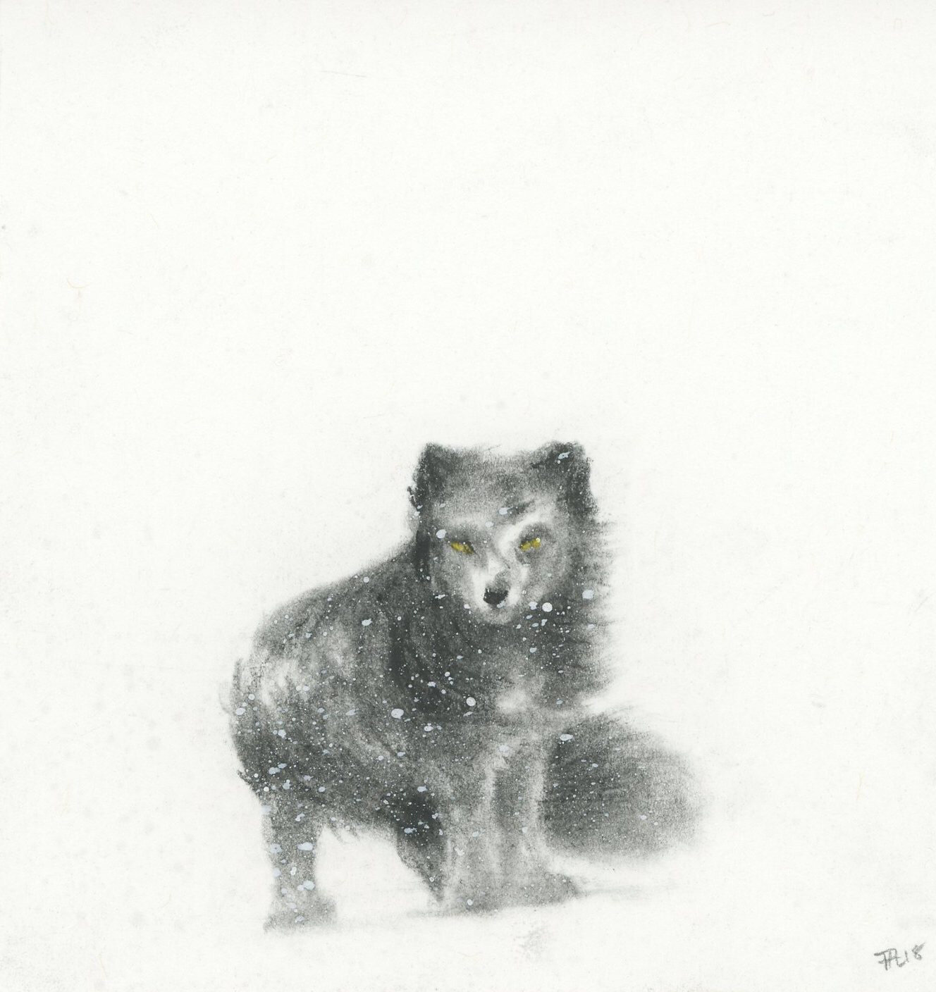  Summer phase Arctic fox in late snow. Iceland. Charcoal and gouache. 