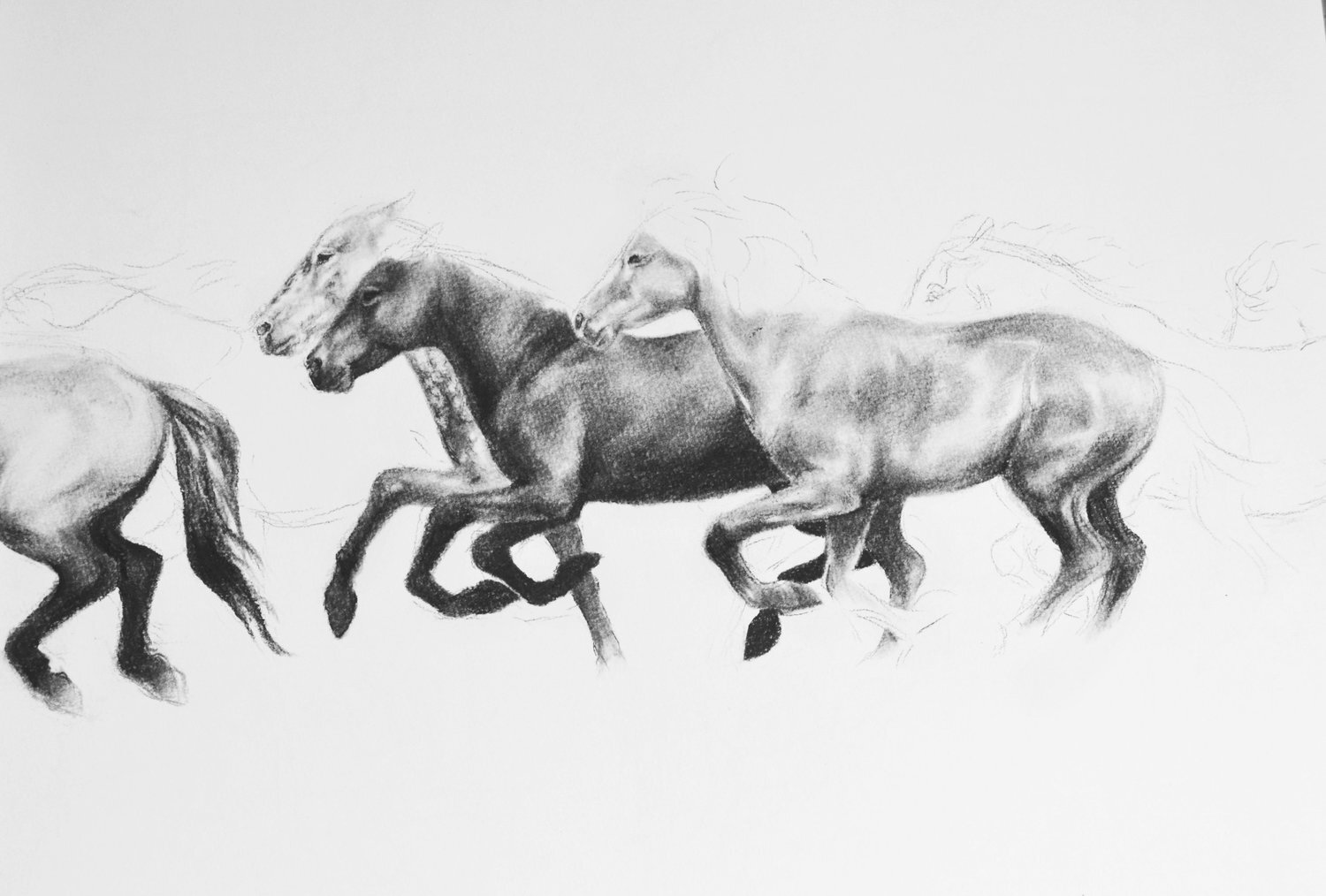  Herd. Iceland. Charcoal. 