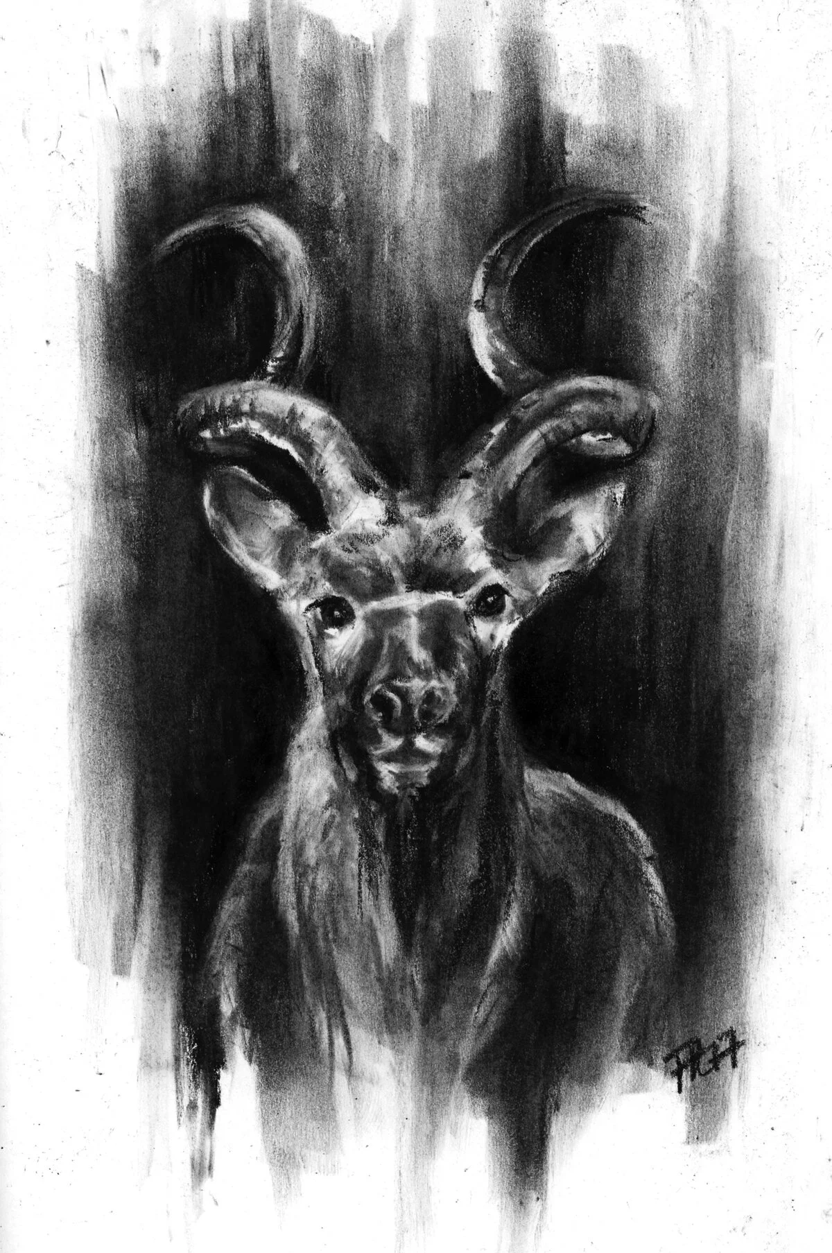 Kudu | Charcoal 8x10"