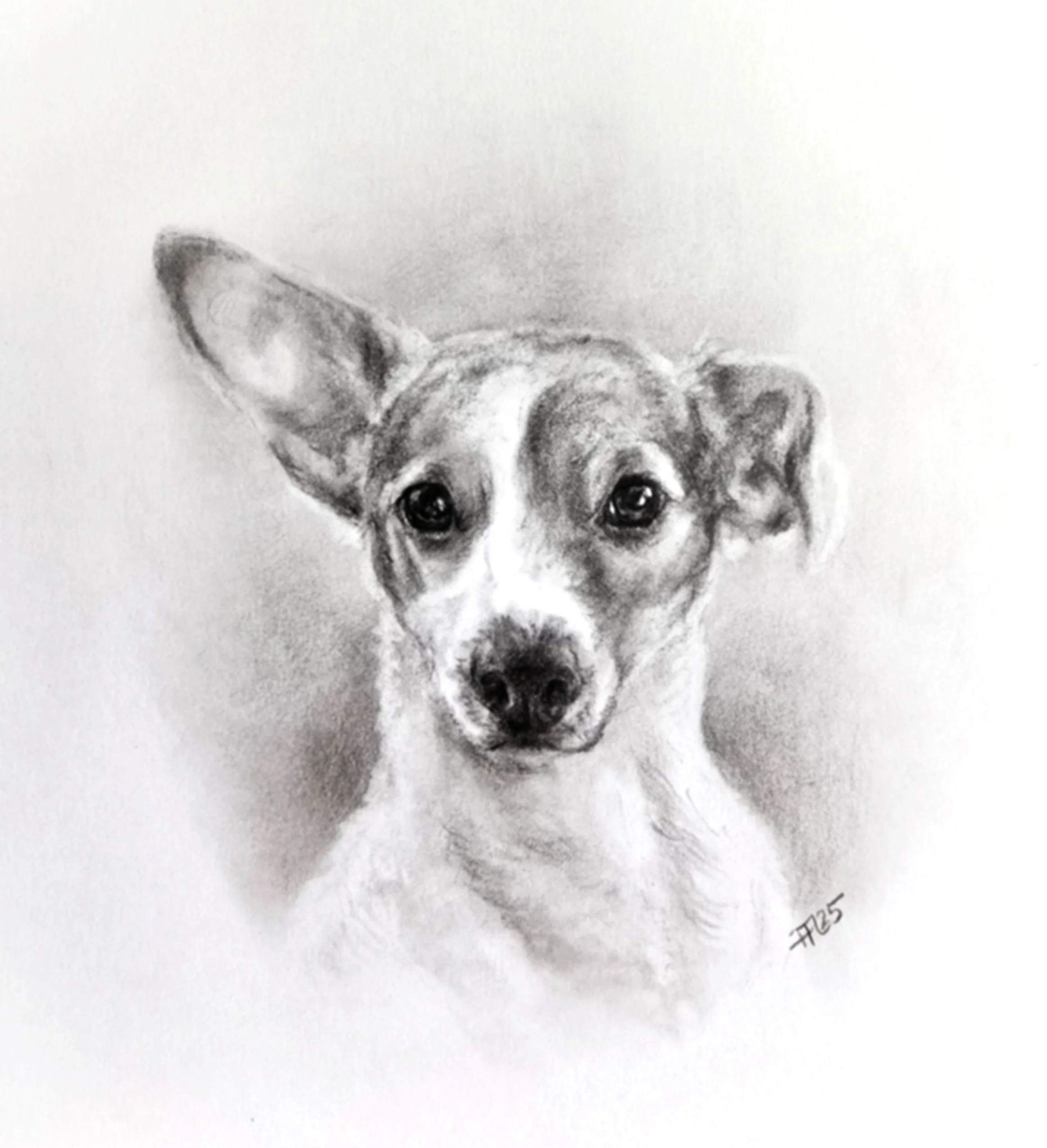 Coco | Graphite on paper 8x10"