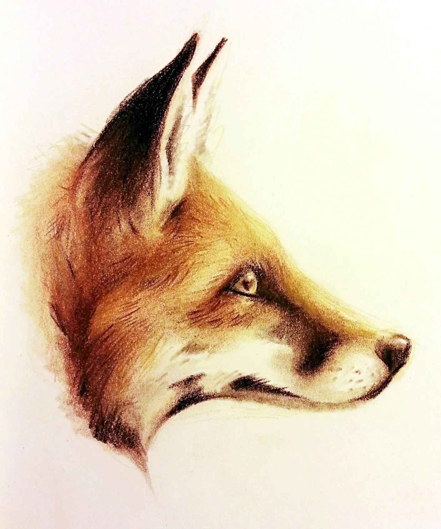 Renard | Derwent tinted charcoal and pencils