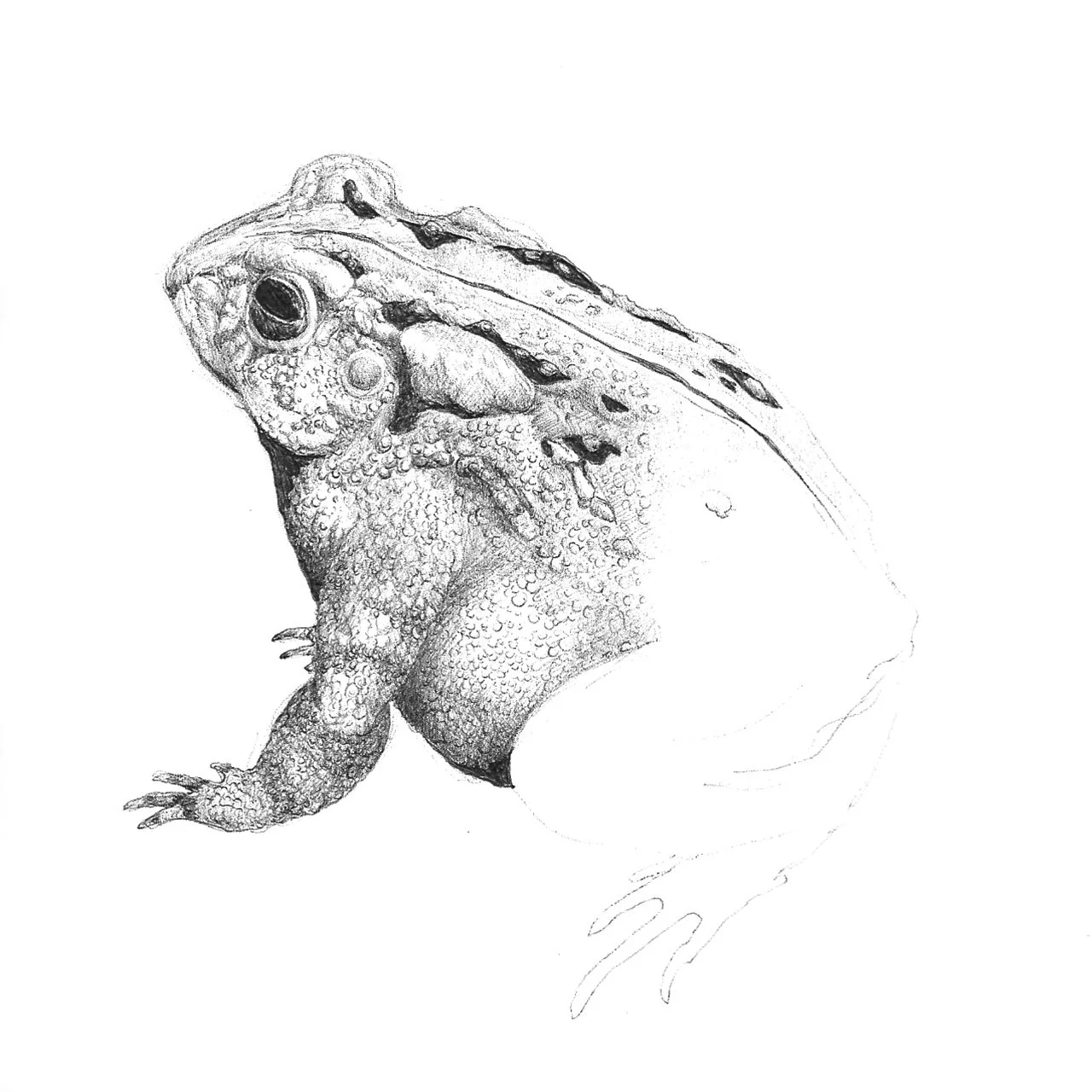 Toad | Ballpoint pen 8x10"