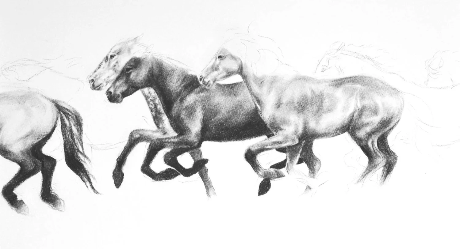Stampede | Charcoal 9x12"