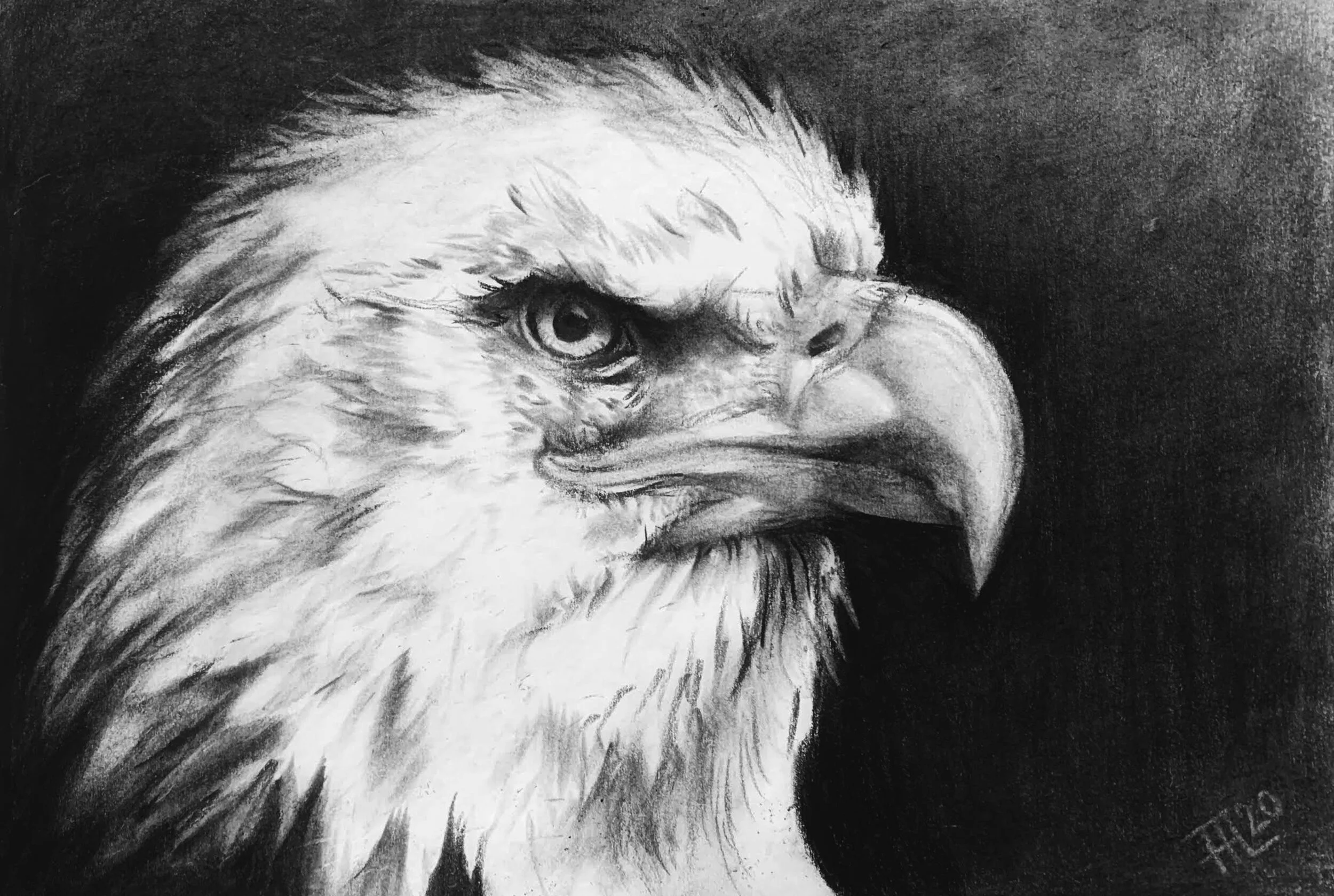 Eagle study | Charcoal 8x10"