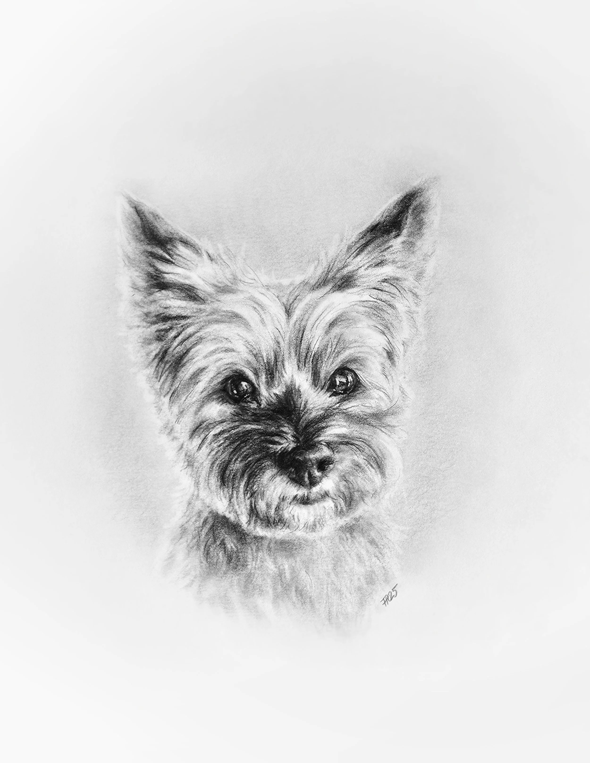 Sadie | Graphite on paper 8x10"