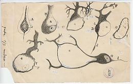 Santiago Ramón y Cajal, Injured Purkinje neurons , 1914, ink and pencil on paper. Courtesy of Instituto Cajal (CSIC). 