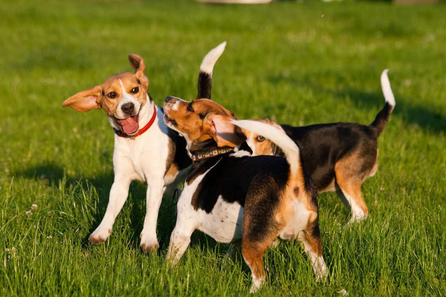 ponderosa dog & cat rescue