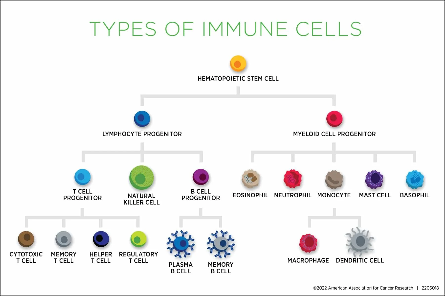 What do leukemia and autoimmune disease have in common? — The Autoimmune Registry
