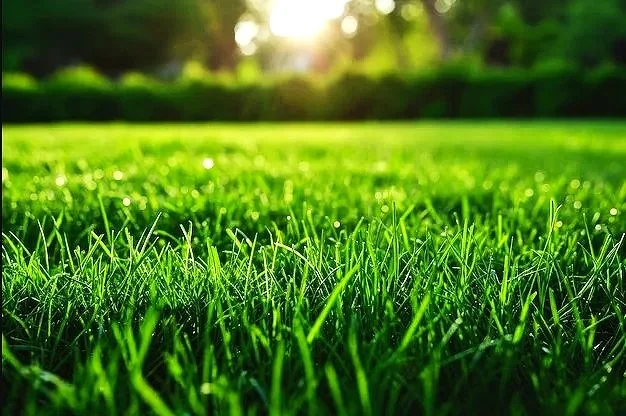 Close-up of a lush green grass field with sunlight in the background.