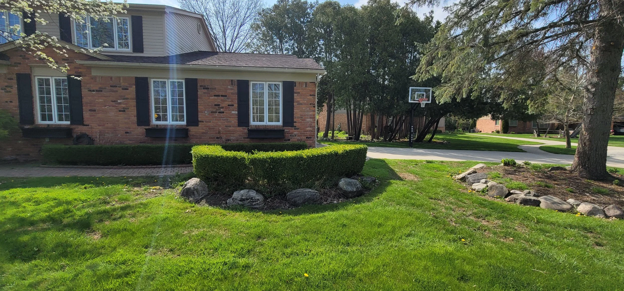 A suburban front yard with a brick house, a well-maintained hedge, a small rocky garden, a large tree, and a driveway with a basketball hoop.