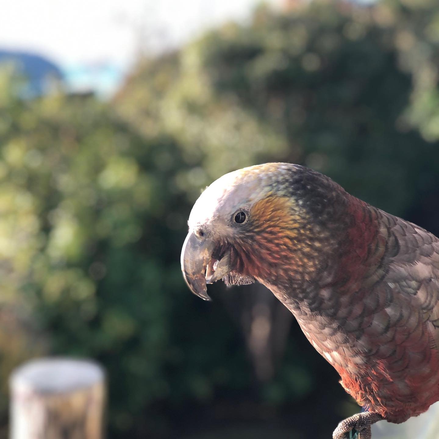 Afternoon visitors