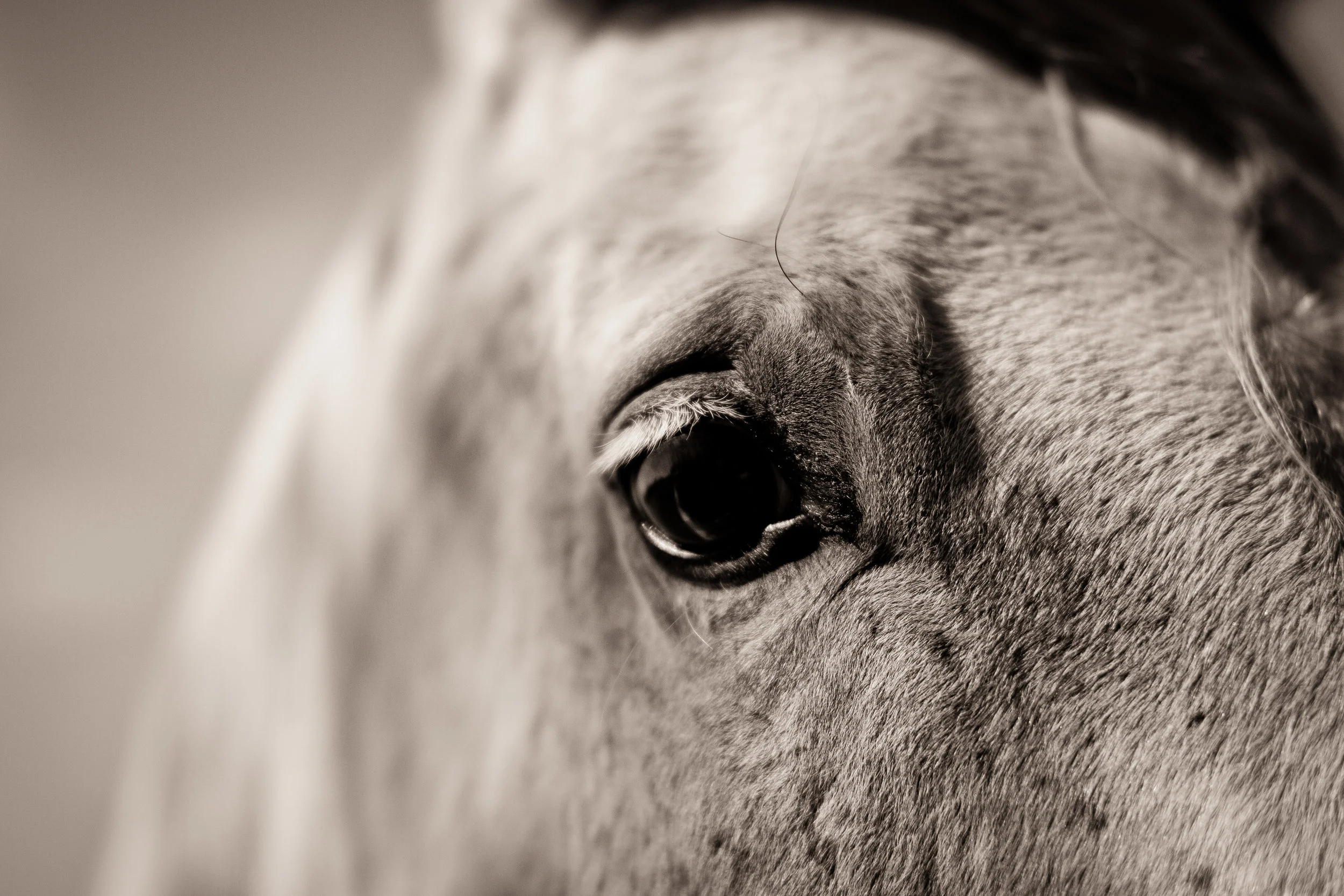 The Eyes Are the Window to the Soul
