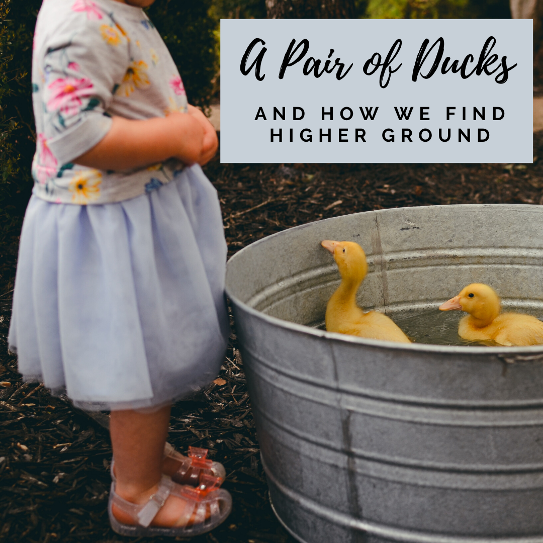 A PAIR OF DUCKS- And how we find higher ground. 