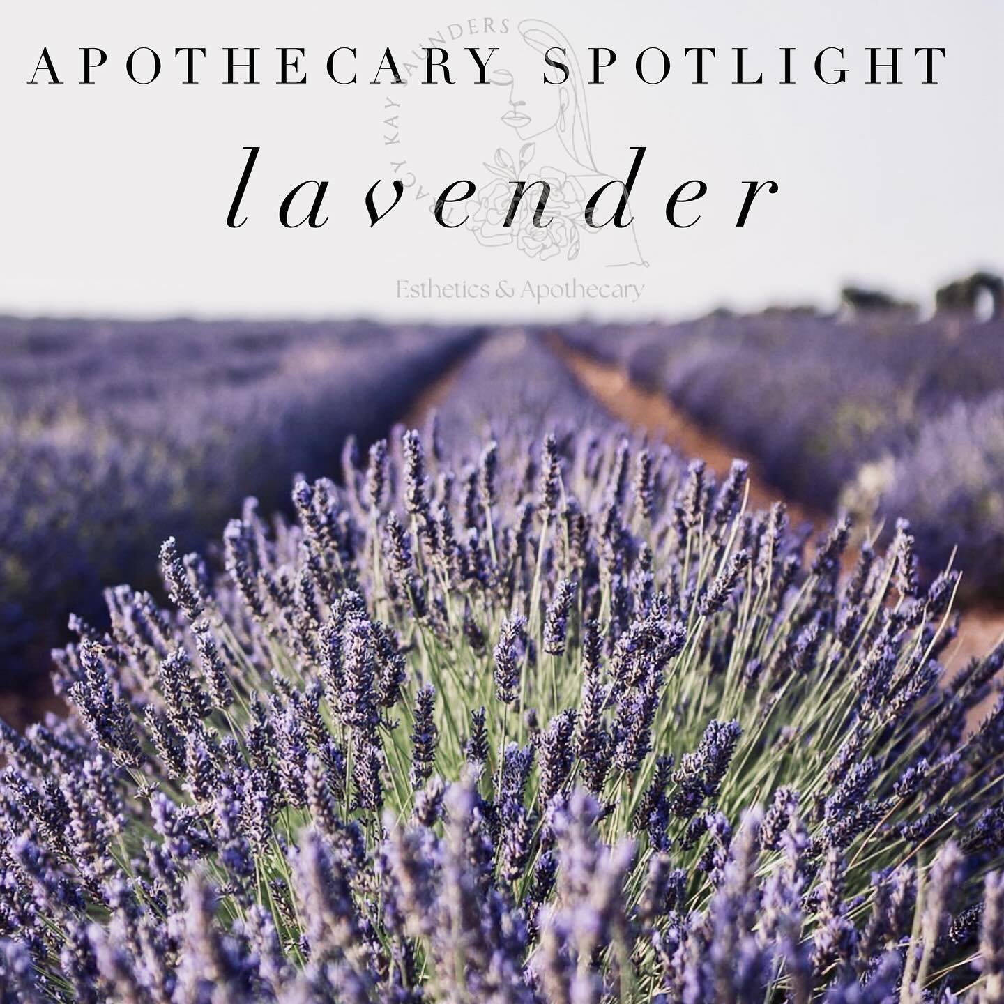 A BRIEF HISTORY ON THE LOVE OF LAVENDER
 💜💜💜

In the past few years, lavender has become quite the plant&mdash;for gardens, herbalists, and craftspersons. With its current popularity, lavender graces the gardens of many homeowners and the fields o