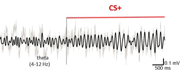 Increased theta oscillations in the amgydala during an aversive stimulus