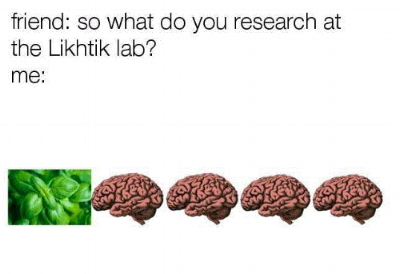 Basil4Brain.gif