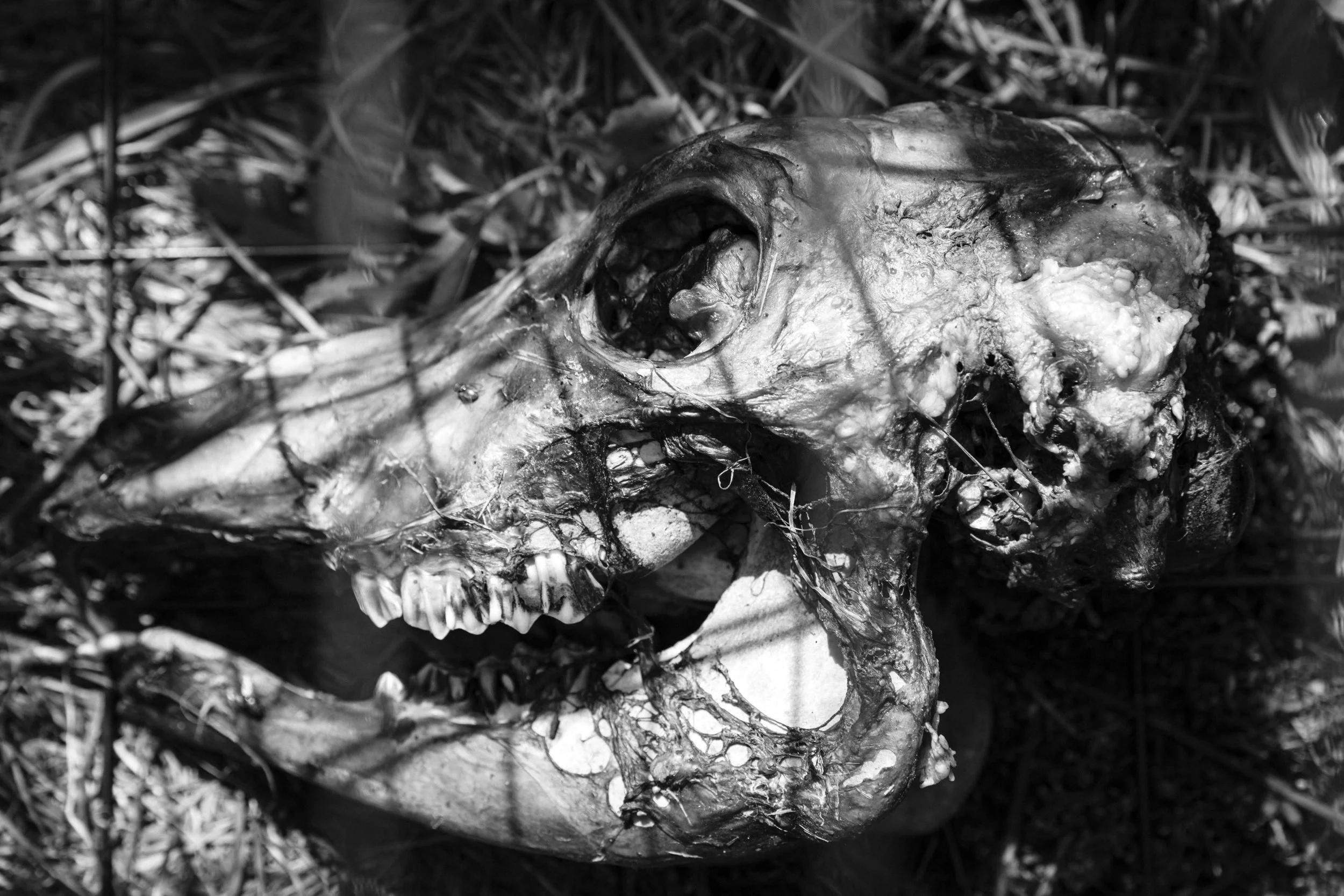 Calve's Head