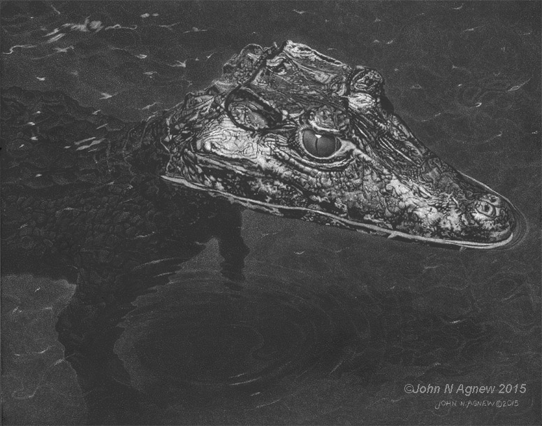 Smooth-Fronted Caiman_72.jpg