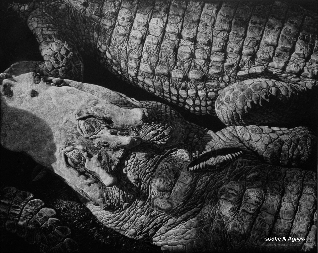 Crocodile Dreams_72.jpg