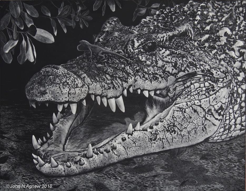 Cuban croc-Domination.jpg