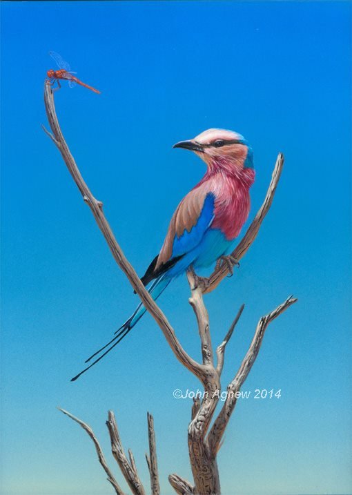 Lilac-Breasted Roller painting_72.jpg