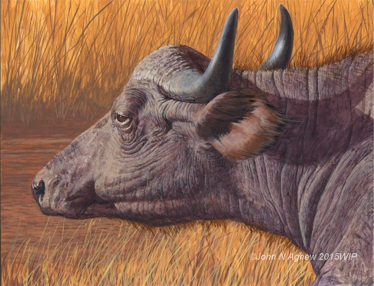 Cape BuffaloWIP_72.jpg